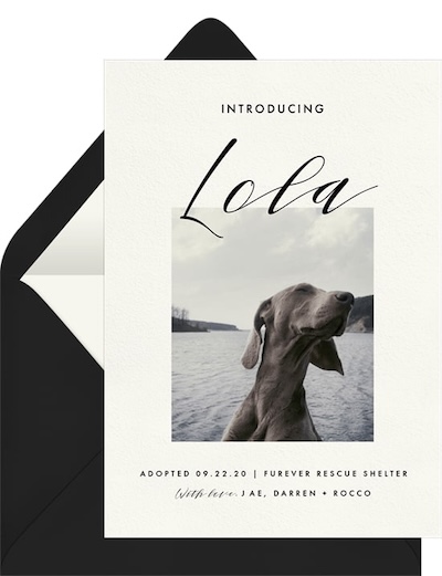 Modern Pet Portrait Announcement