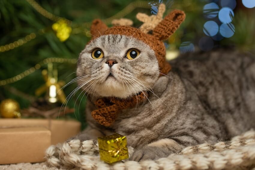 Pet holiday cards: cute cat wearing a deer hat