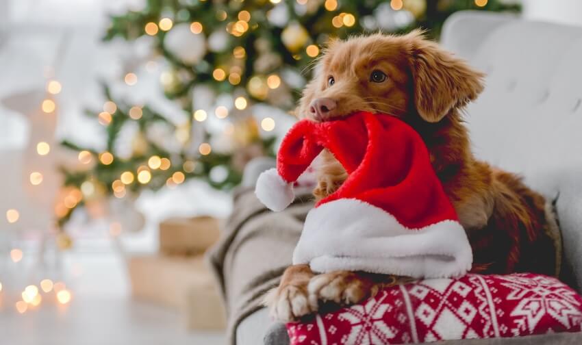 Pet holiday cards: dog biting a Santa hat