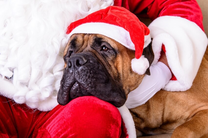 Pet holiday cards: dog wearing a Santa hat