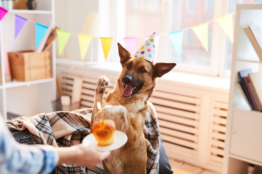 Paw-ty Time! How to Throw the Ultimate Dog Birthday Party
