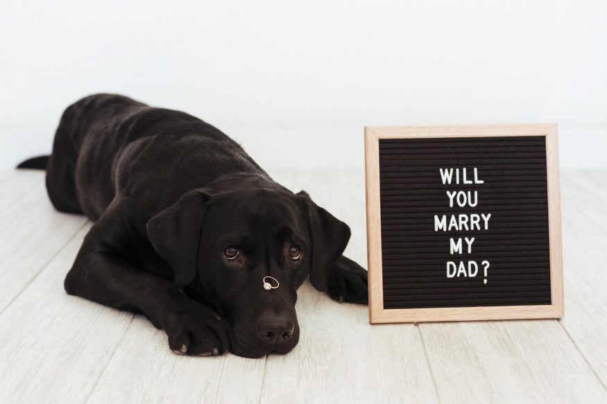 romantic ways to propose: Black dog lying on the floor with a ring on his nose and letter board with proposal message beside him