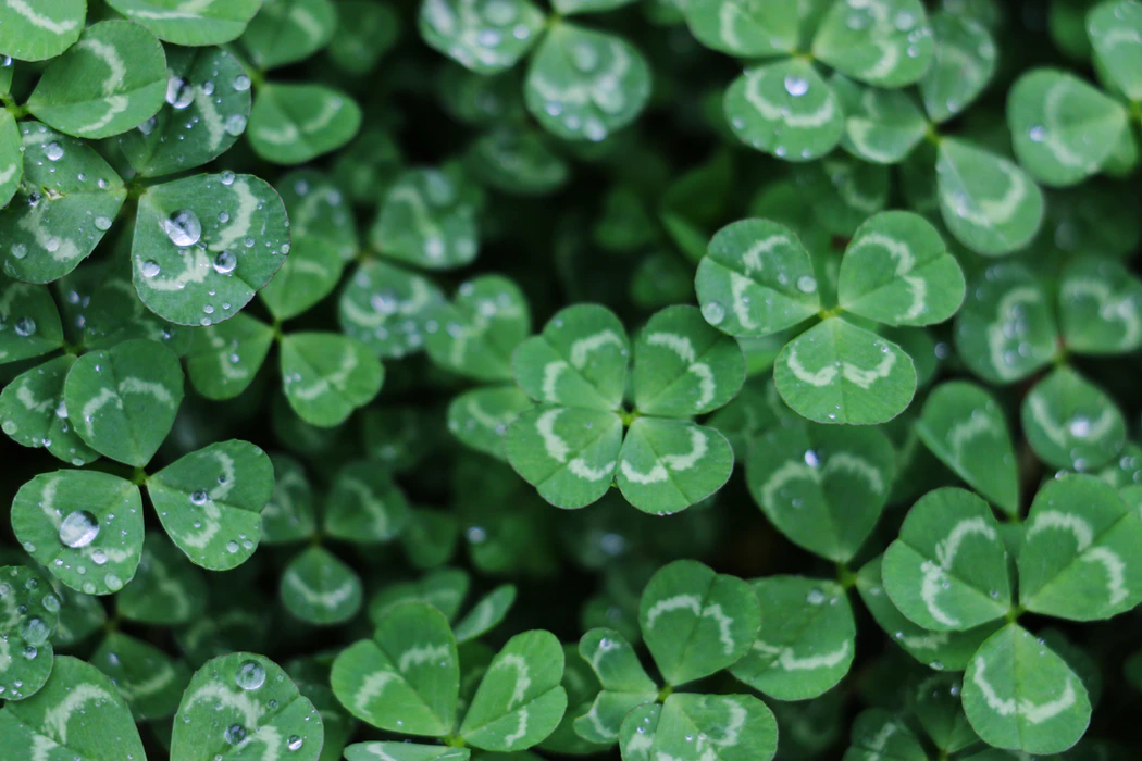 St. Patrick's Day Sayings: shamrocks and four-leaf clovers