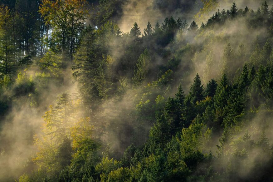 Send a Holiday Card and Help Plant a Tree