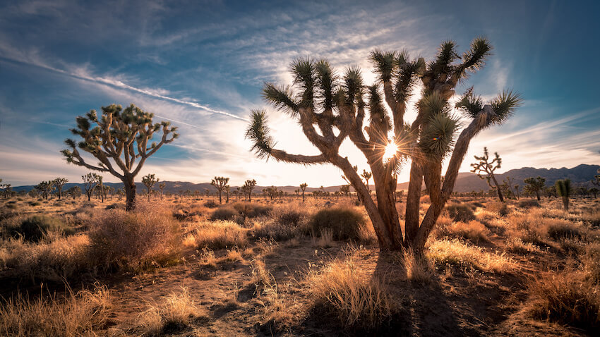 National park wedding: portrait of a desert