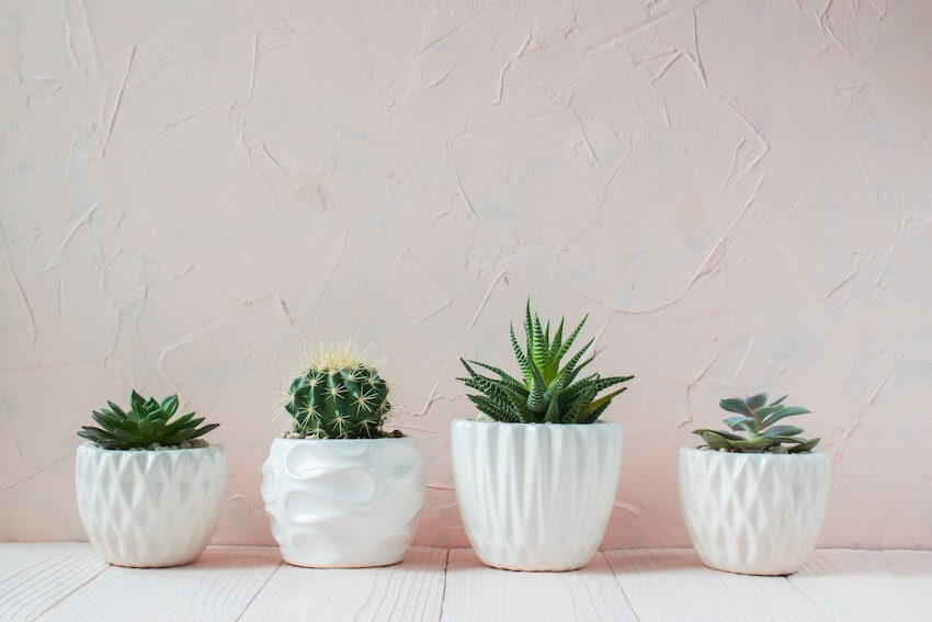 Adult easter basket ideas: potted succulents