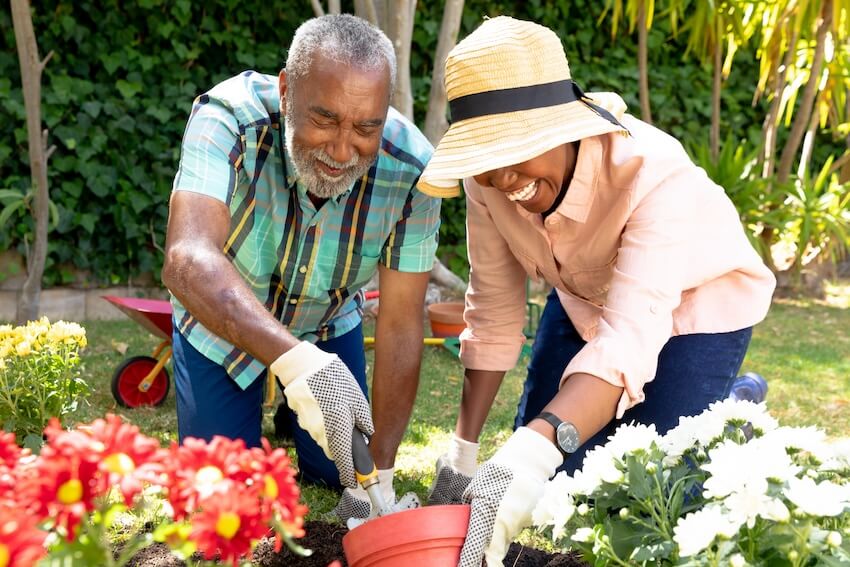 Senior couple happily planting flowers in their garden